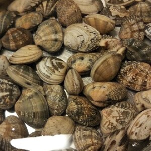 驚き 超時短 アサリの砂抜きの仕方 レシピ 作り方 By Haruまき 楽天レシピ 驚き 超時短 アサリの砂抜きの仕方 レシピ 作り方 By Haruまき 楽天レシピ